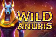 Wild Anubis